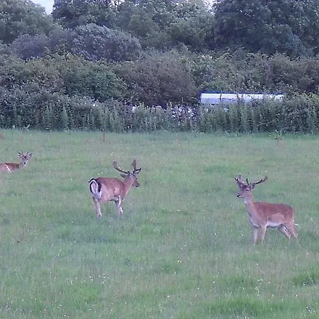 住宿加早餐酒店 Devenish 巴林罗布